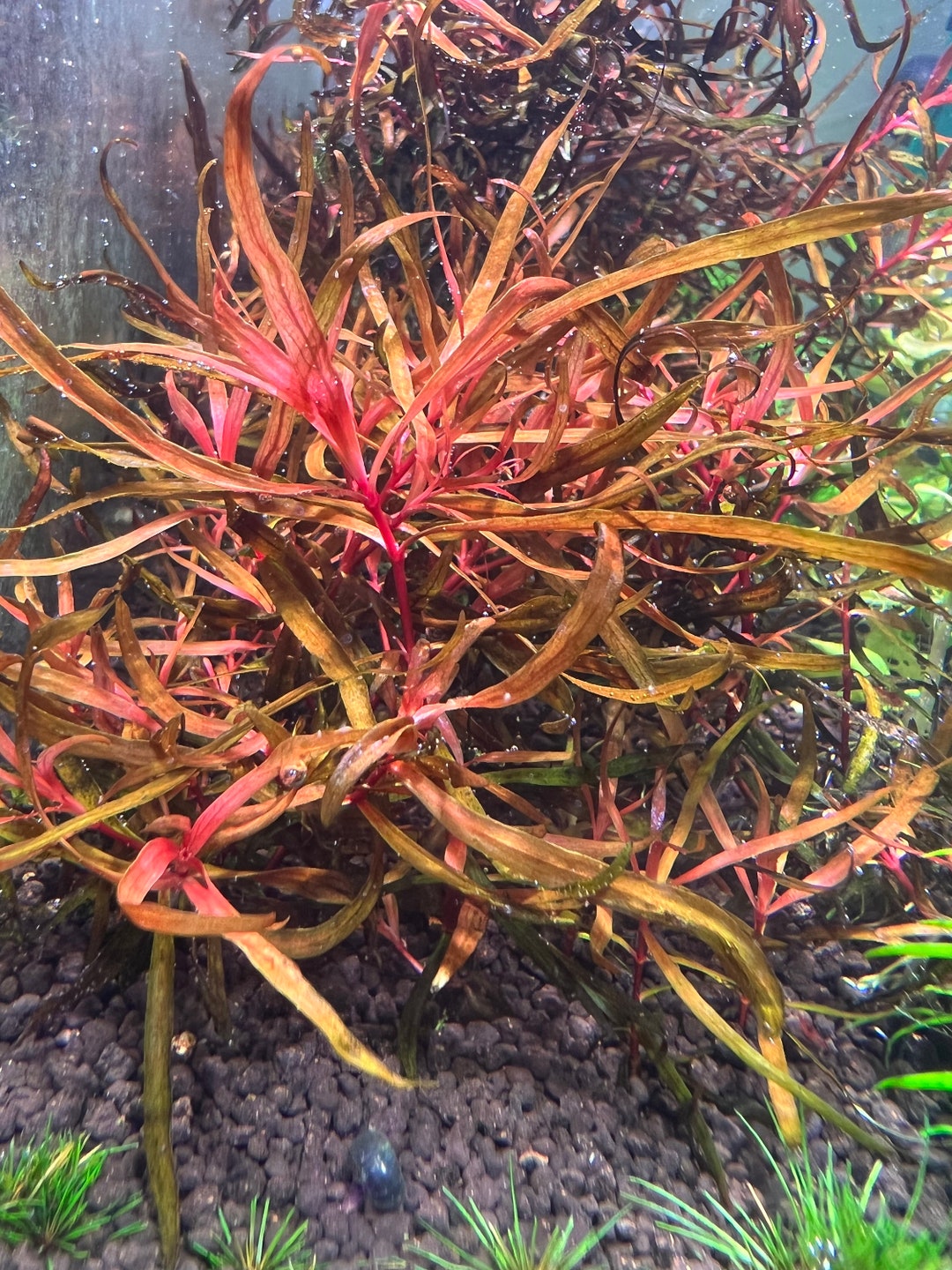 Rotala Serpyllifolia Rare Live Aquarium Plant Etsy