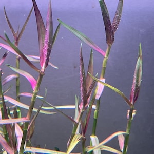 Murdannia sp. Keisak Red Rare Live Aquarium Plant