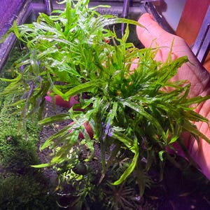 Java Fern Mini Trident Clump Rare Live Aquarium Plant (WYSIWYG)