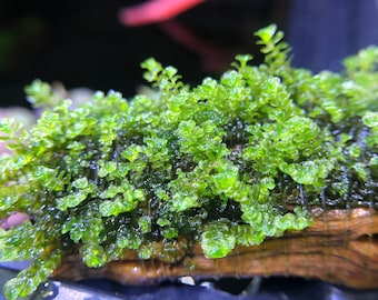 Jade Lotus Moss Rare Live Aquatic Plant