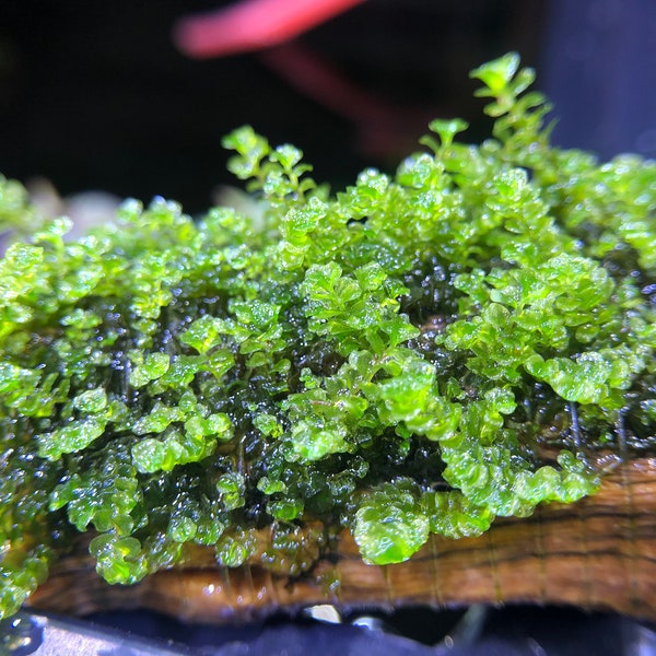 Jade Lotus Moss Rare Live Aquatic Plant