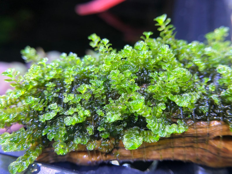 Jade Lotus Moss Rare Live Aquatic Plant image 1