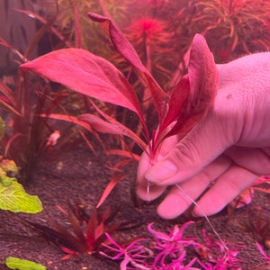 Pode incluir: Close-up de plantas aqu&aacute;ticas vermelhas, seguradas por uma m&atilde;o, destacando sua delicada estrutura. O fundo apresenta outras plantas aqu&aacute;ticas, criando uma exuberante cena subaqu&aacute;tica. O tema geral s&atilde;o plantas aqu&aacute;ticas.