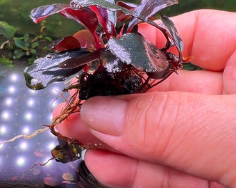 Bucephalandra Black Angel clump Live Aquarium Plant