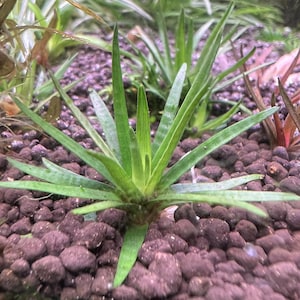 May include: A close-up of a green aquatic plant with long, pointed leaves. The plant is surrounded by dark brown, pebble-like substrate. Other aquatic plants are visible in the background, creating a natural underwater scene.