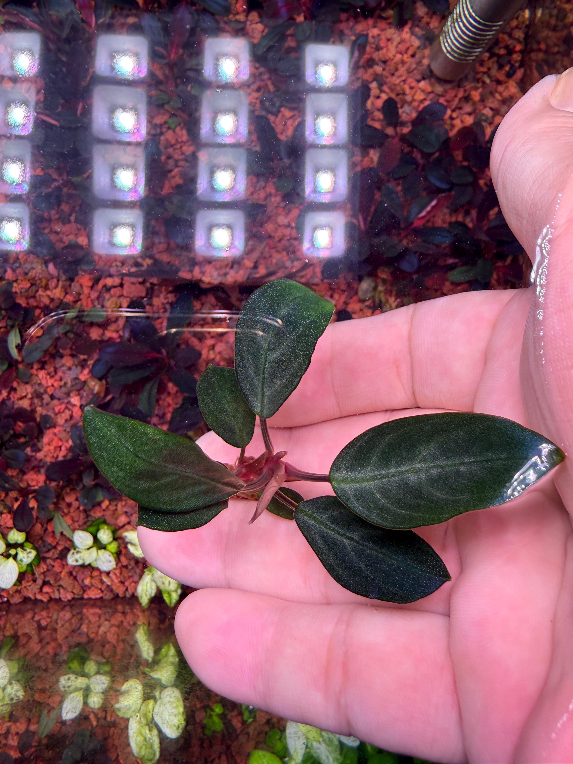 Bucephalandra Cypress Rare Live Aquarium Plant - Etsy