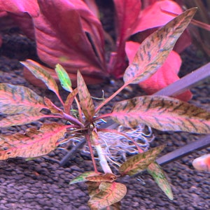 Cryptocoryne nurii var. raubensis 'Rosen Maiden' Rare Live Aquarium Plant