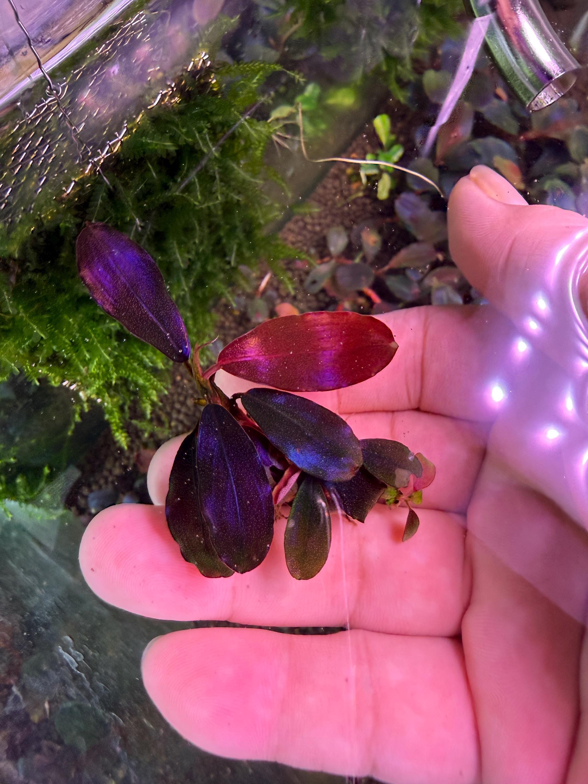 Bucephalandra Ghost 2011 - Etsy