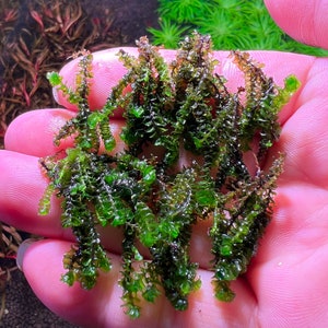 Jade Lotus Moss Rare Live Aquatic Plant image 2