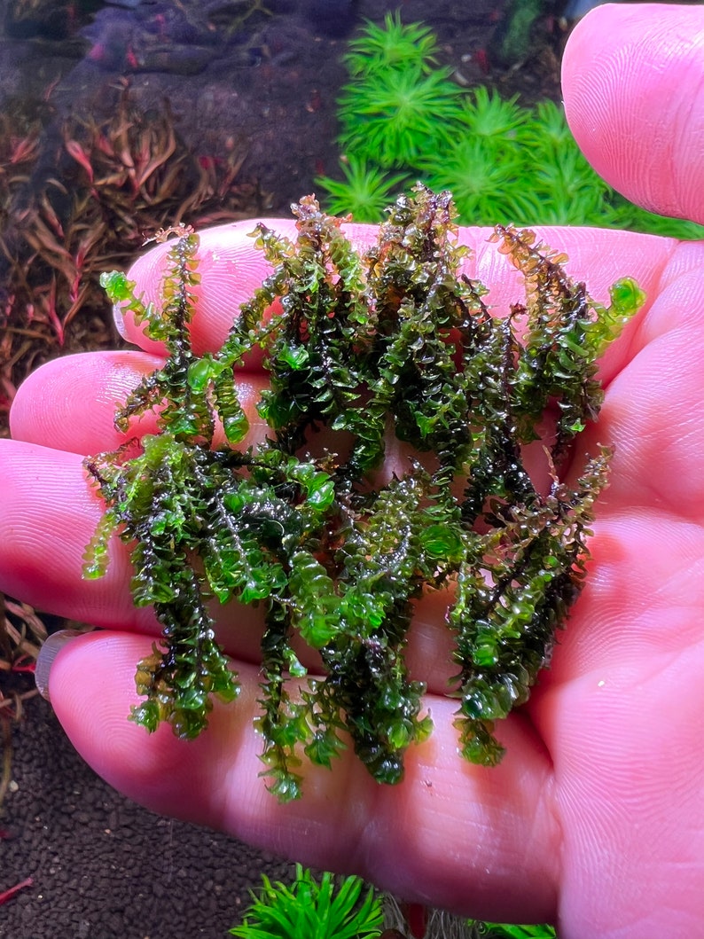 Jade Lotus Moss Rare Live Aquatic Plant image 2