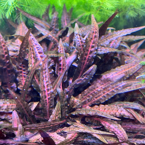Live Aquarium Plants Etsy