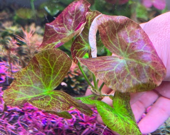 Nymphaea sp. Peru Puerto Maldonado Rare Live Aquarium Plant