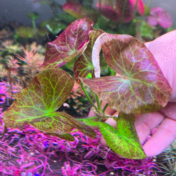 Nymphaea sp. Peru Puerto Maldonado Rare Live Aquarium Plant