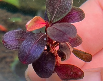 Bucephalandra Helena Red vein plantain Rare Live Aquarium Plant