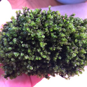 Jade Lotus Moss Rare Live Aquatic Plant image 5