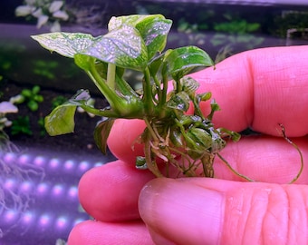 Anubias Nana Pinto Rare Live Aquarium Plant