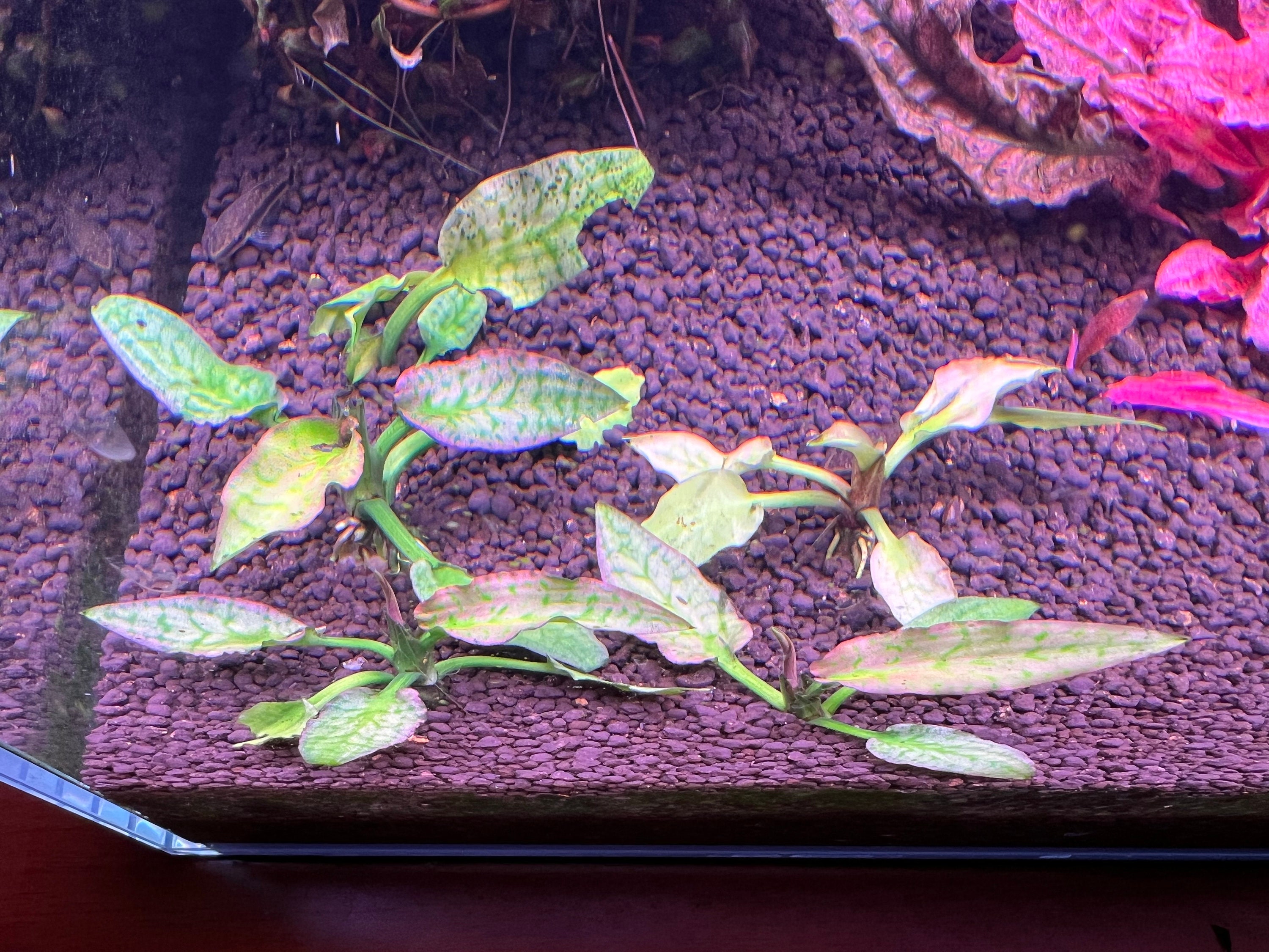 Cryptocoryne Silver Queen Rare Live Aquarium Plant - Etsy