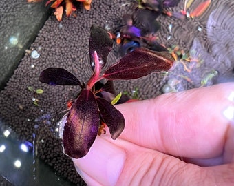 Bucephalandra Black Angel Rare Live Aquarium Plant