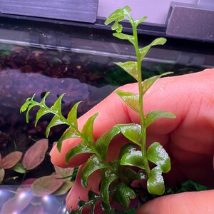 Crepidomanes Auriculatum Fern Rare Live Aquarium Plant image 6