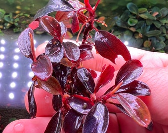 Bucephalandra Helena Long Leaves 2013 clump Live Aquarium Plant