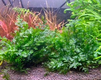 Bolbitis Heudelotii Compact Rare Live Aquarium Plant