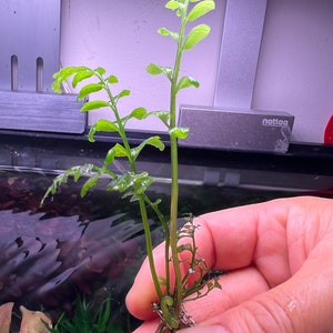 Crepidomanes Auriculatum Fern Rare Live Aquarium Plant image 4