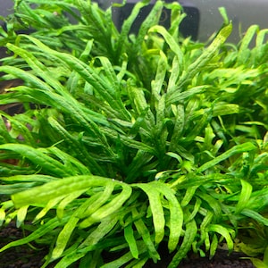 May include: Close-up of vibrant green aquatic plants with long, slender, and textured leaves. The plants are densely packed, creating a lush, textured appearance. The image showcases the natural beauty of aquatic flora.