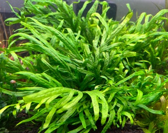 Java Fern Mini Trident Rare Live Aquarium Plant