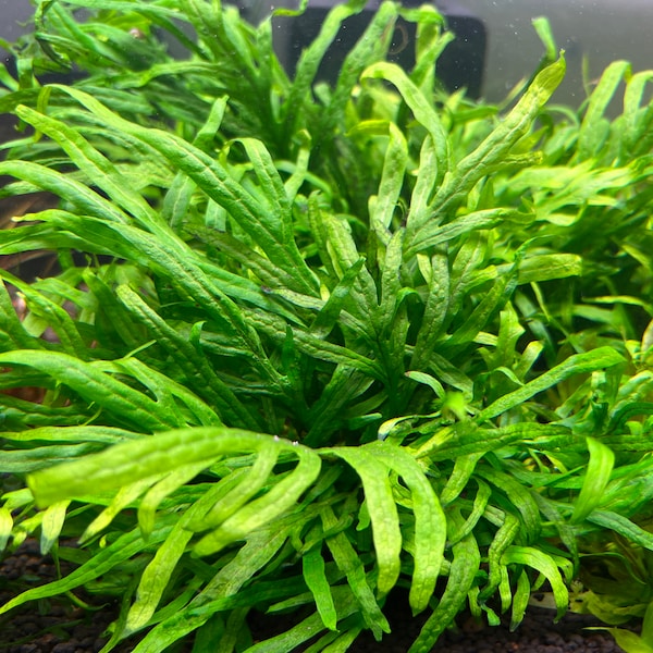 Java Fern Mini Trident Rare Live Aquarium Plant