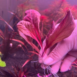 Samolus parviflorus Red Rare Live Aquarium Plants image 5