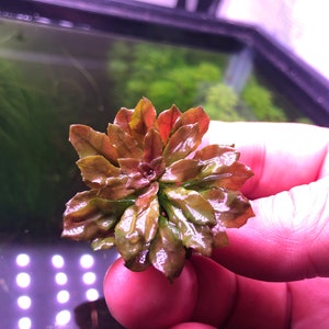 May include: Close-up of a small, aquatic plant with reddish-brown leaves. The plant has a rosette shape, with tightly packed leaves radiating from a central point. The leaves have a glossy appearance, suggesting they are fresh and healthy. The background is blurred, suggesting an aquarium setting.
