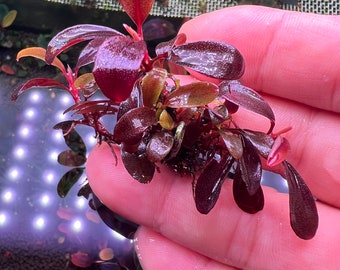 Bucephalandra Helena Long Leaves 2013 clump Live Aquarium Plant