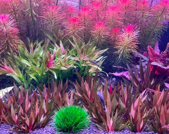 Xyris sp Red Rare Live Aquarium Plant