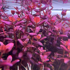 Purple Bacopa SG variant Rare Live Aquarium Plant