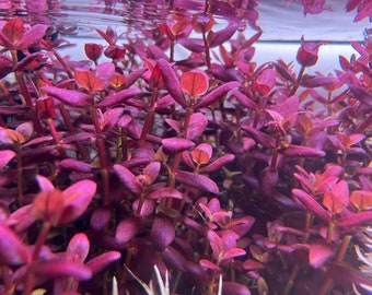 Purple Bacopa SG variant Rare Live Aquarium Plant