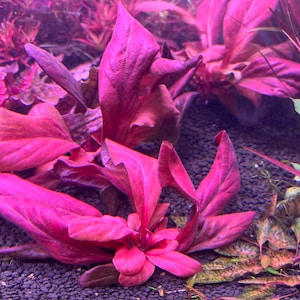 Samolus parviflorus Red Rare Live Aquarium Plants image 3