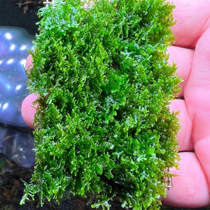 May include: A close-up of a vibrant green moss patch, perfect for adding a natural touch to an aquarium or terrarium.