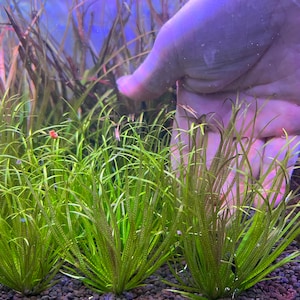 Blyxa japonica Live Aquarium Plant