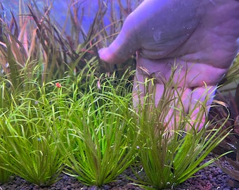 Blyxa japonica Live Aquarium Plant