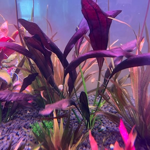 Echinodorus aflame Rare Live Aquarium Plants