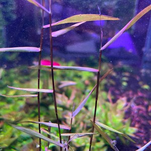 Poaceae sp. Purple Bamboo Rare Live Aquarium Plant image 4