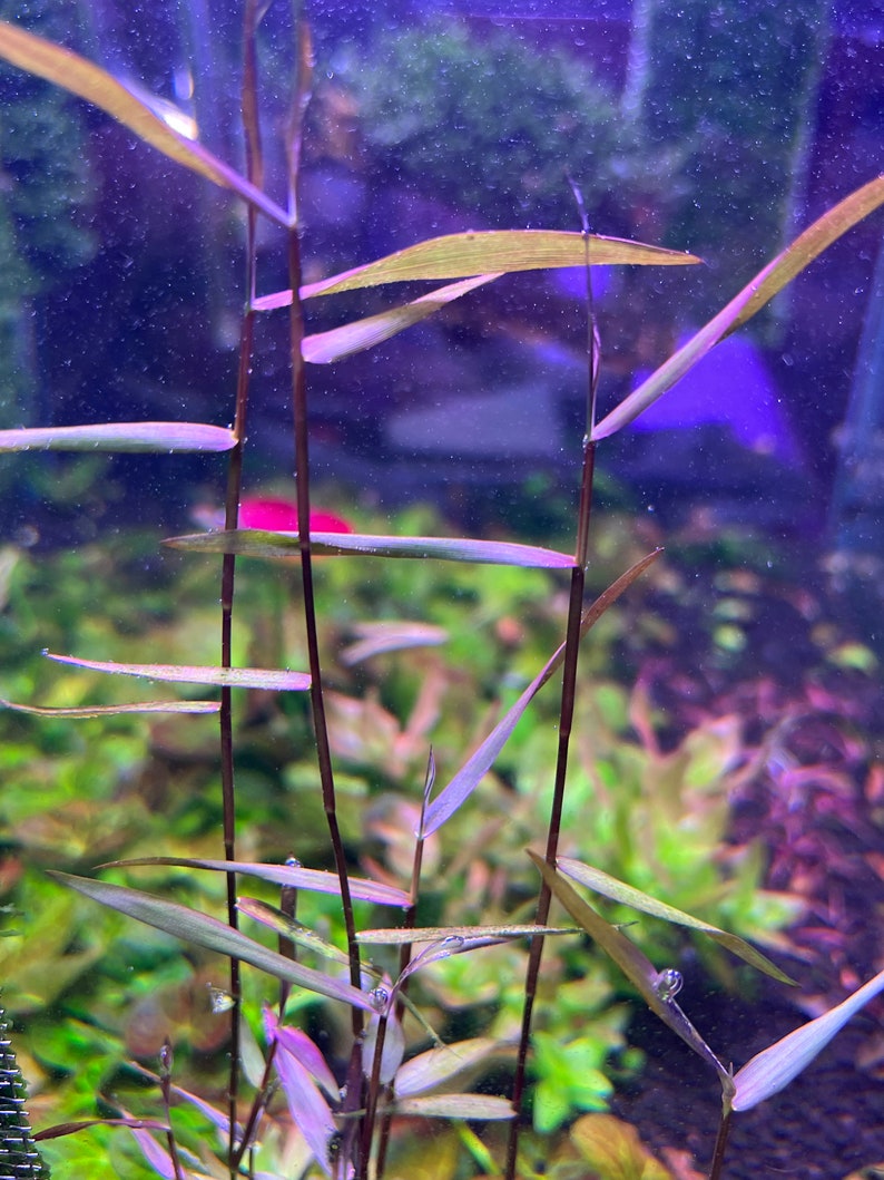 Poaceae sp. Purple Bamboo Rare Live Aquarium Plant image 4