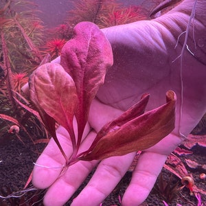 Samolus parviflorus Red Rare Live Aquarium Plants image 8