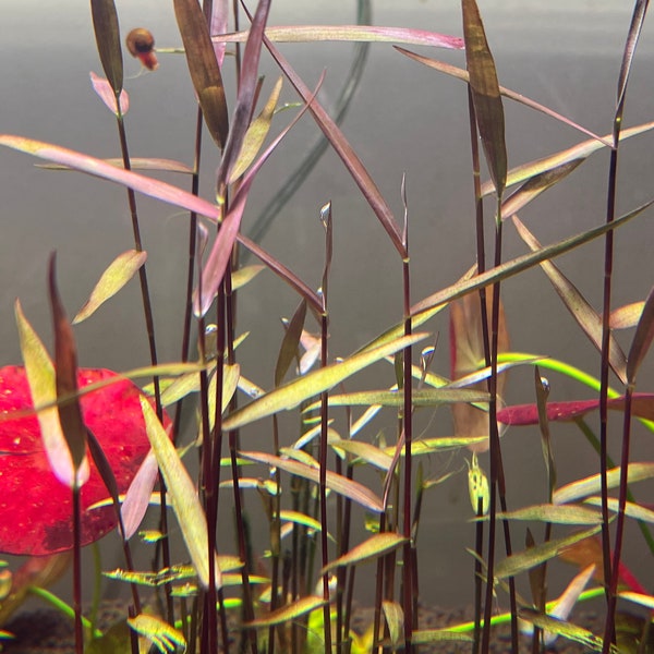 Poaceae sp. Purple Bamboo Rare Live Aquarium Plant