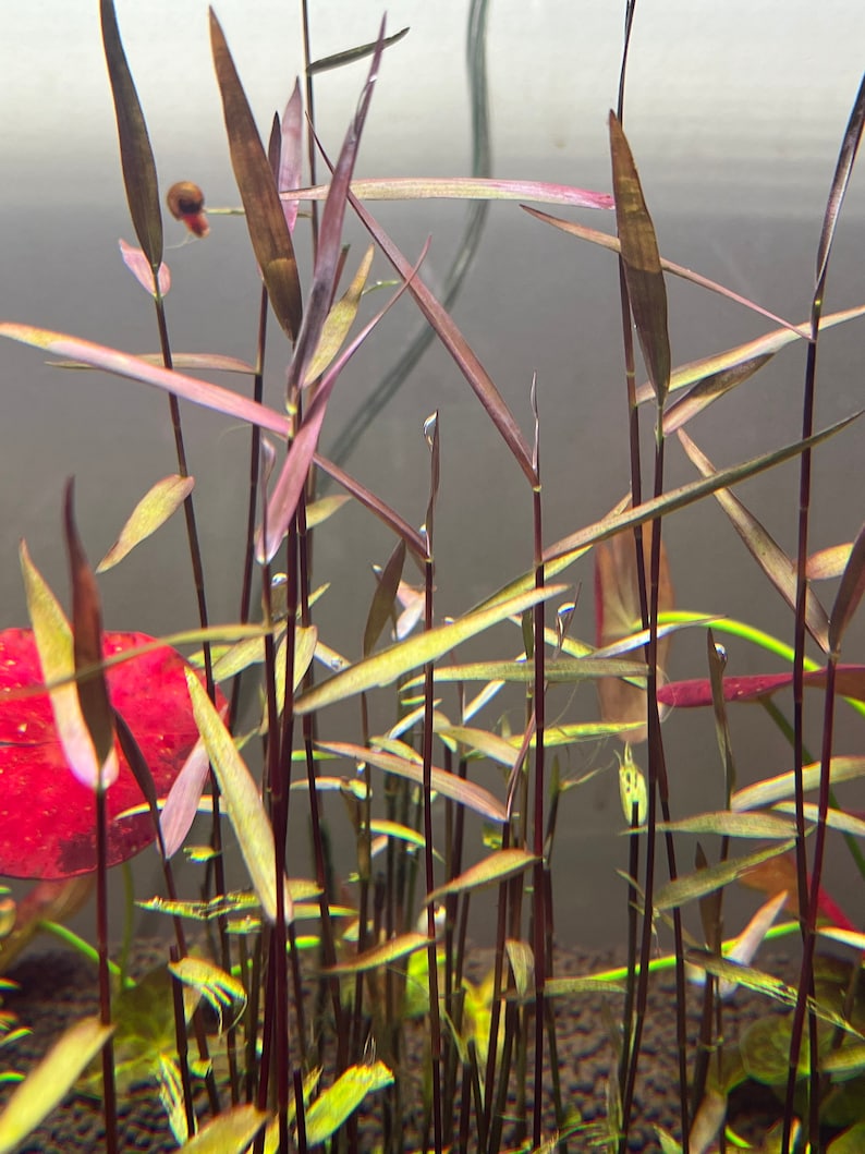 Poaceae sp. Purple Bamboo Rare Live Aquarium Plant image 1