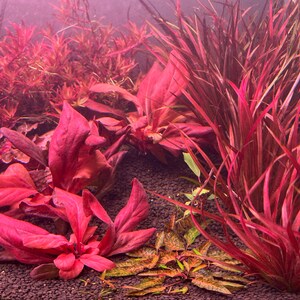 Samolus parviflorus Red Rare Live Aquarium Plants image 2