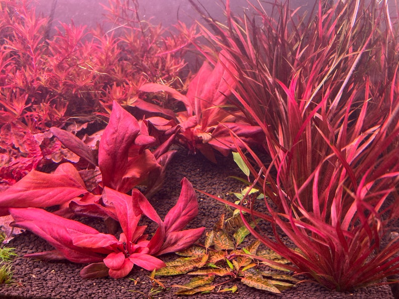 Samolus parviflorus Red Rare Live Aquarium Plants image 2