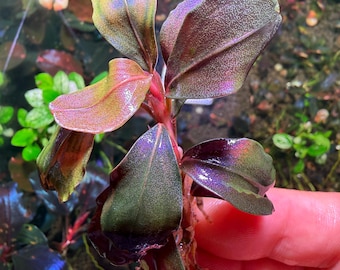 Bucephalandra Sp Blue Diamond *rare* - Submerged Grown! Aquarium