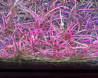 2x Echinodorus sp. red needle Rare red carpet plant