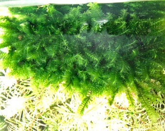 Cameroon moss Rare Live Aquatic Plant